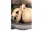 Adopt Simon ( cat on left) a Siamese