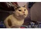 Adopt Toby Barnes a Domestic Short Hair