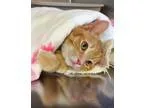 Adopt Kitten Bella a Domestic Short Hair