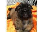 Adopt Eclair a Lhasa Apso Poodle