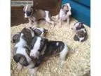 Grey whippets puppies for sale
