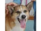 Adopt Loki -- COURTESY POST a TanYellowFawn - with White Shiba I