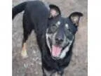Adopt Einstein a German Shepherd Dog