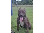 Adopt Humming Bird a Pit Bull Terrier Staffordshire Bull Terrier