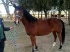 Adopt Sinbad. a Bay Morgan  Mixed horse in Boone CO (15198887)