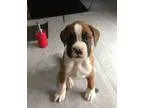 Ambang Boxer puppies available now