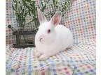 Adopt Leonid a Netherland Dwarf  Mixed rabbit in Livermore CA (1