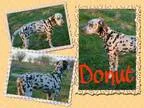 Adopt Donut a Dalmatian