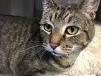 Adopt Calvin - PetValu Voorhees a Tabby - Brown