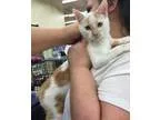 Adopt Tristan - MANX KITTEN a Manx Turkish Van
