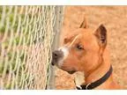 Adopt Diesel a TanYellowFawn - with White Pit Bull Terrier  Mixe