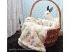 Adopt Anya a Netherland Dwarf  Mixed rabbit in Livermore CA (153