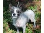 Adopt Fonzie a Chinese Crested Dog