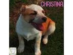 Adopt Christina a Pit Bull Terrier Cattle Dog