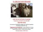 Adopt Lost Cat Madison - courtesy listing a White Domestic Longh