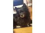 Adopt Mini a Papillon
