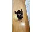 Adopt Squeaky a Shepherd Husky