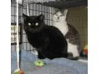 Adopt Brother Kittens a Domestic Short Hair