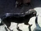 Dog crate needed for Foster mom