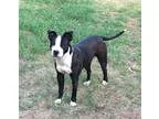 Adopt TUCKER a Chicken bird in Methuen MA (15275274)