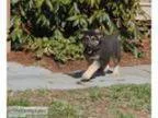 German Shepherd puppies