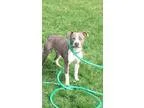 Adopt JAX aka GIBSON a Pit Bull Terrier