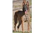 Adopt Ruka - Loyal Best Friend a RedGoldenOrangeCh estnut - with