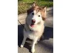 Adopt Sebastian a Alaskan Malamute Siberian Husky