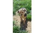 Adopt MARLEY a Merle Terrier (Unknown Type Small)  Australian Sh