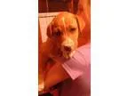 Adopt Lab Mix Puppies a Labrador Retriever