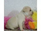 Baby french bulldog puppies