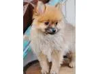 My Son Female Dog Of 12 Years Died