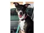 Adopt Josie a Labrador Retriever Husky
