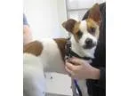 Adopt taco a Jack Russell Terrier  Mixed dog in Johnson City TN 