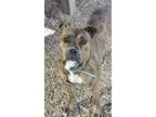 Adopt Liberty a Brindle - with White Boxer  Pit Bull Terrier  Mi
