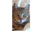 Adopt Summer Sunshine a Bengal