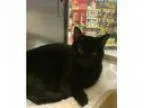 Adopt Pippin (FCID - Brandywine PetSmart) a Domestic Sh