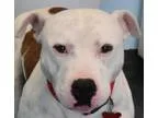 Adopt Draco a Pit Bull Terrier