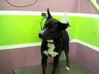 Adopt KODA a Akita  Siberian Husky  Mixed dog in Houston TX (152