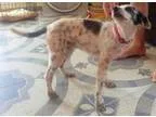 Adopt Sheba a Terrier
