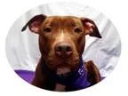 Adopt Rosie a Pit Bull Terrier