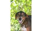 Adopt Brownie a BrownChocolate - with White Shepherd (Unknown Ty