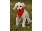 Adopt BERTIE a Poodle