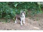 Handsome Siberian Husky Puppy
