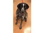 Adopt Cruiser a Pointer
