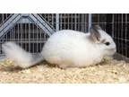 Adopt 4.5 month old white mosaic female chinchilla kit (baby) a 