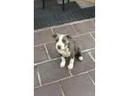 Adopt Lilah a GrayBlueSilverSal t and Pepper Pit Bull Terrier do