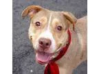Adopt Hazel a Catahoula Leopard Dog Pit Bull Terrier