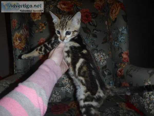 Adopt Rey a TanYellowFawn - with Black Shepherd (Unknown Type)  