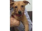 Adopt Toffee a Terrier Dachshund